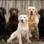 Labrador Retriever Studs