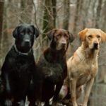 Labrador Retriever Studs1