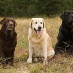 Labrador Retriever Studs2