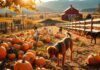 Dog Friendly Pumpkin Patch Orange County | Top Dog Retrievers dog friendly pumpkin patch orange county