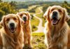 Top Dog Retrievers | Golden Retriever Rescue NC Wilmington golden retrievers