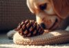 Can Dogs Eat Pine Cones? Vet-Approved Answers pine cone and dog safety